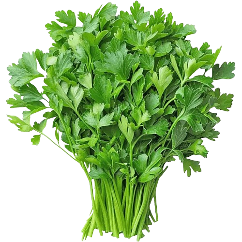 Coriander (Dhania)