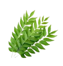 Curry Leaves (Limdo) 1 Bunch (80g-100g)